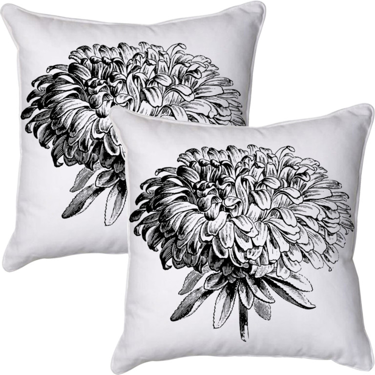 Chrysanthemum 2 Black