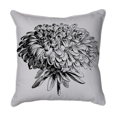 Chrysanthemum 2  Grey