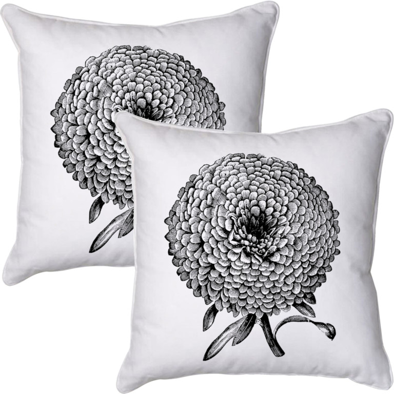 Chrysanthemum 1 Black